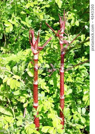 日本虎杖 日本虎杖 4843160