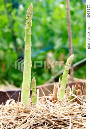 Asparagus Asparagus 4843171