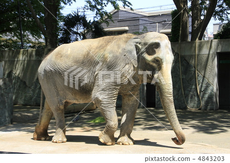 Hanako在大象 4843203