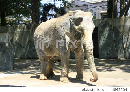 Hanako在大象 Hanako在大象 4843204