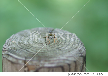 Front view of insect killing Mushihikiab 4843279