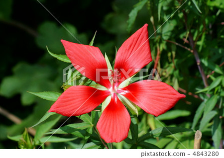 It is summer. Red leaves Ao is brightly blooming. It is summer. Red leaves Ao is brightly blooming. 4843280