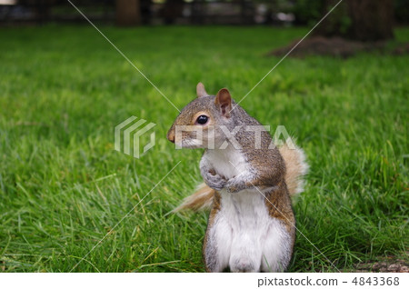 側松鼠 4843368