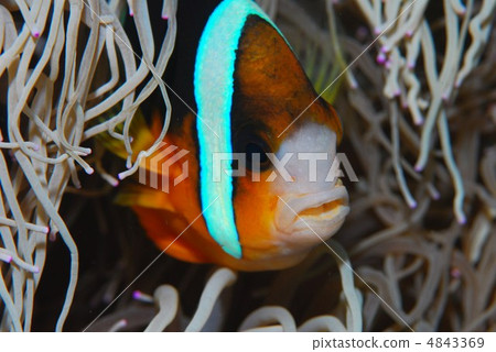 銀蓮花魚 4843369