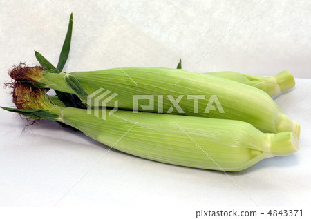 淘金熱001 4843371