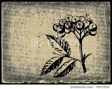 berries of rowanberry on grunge background 4843909