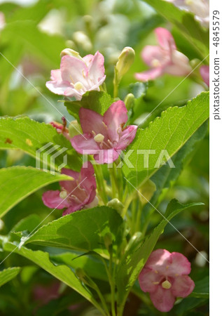 箱根實用 4845579