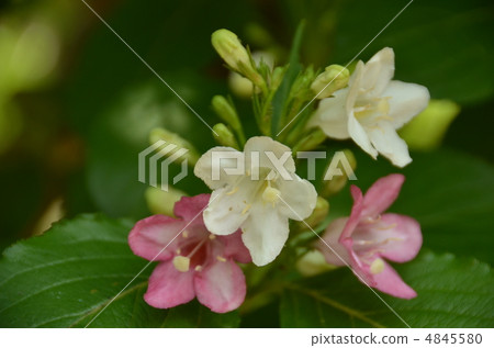 箱根實用 箱根實用 4845580