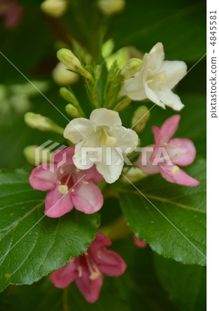 箱根實用 箱根實用 4845581