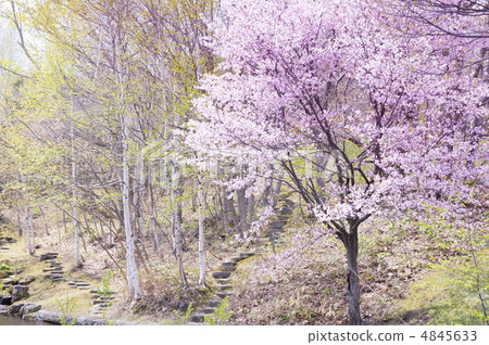 Cherry Blossoms	 4845633