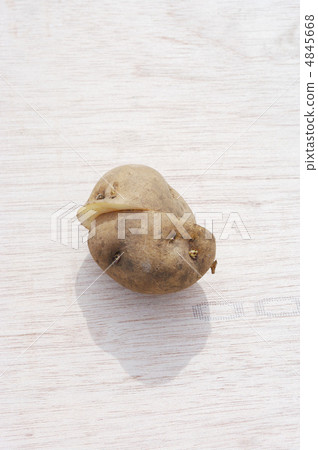 Potato's sweet potato 4845668