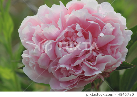 Flower view color early summer garden peony Flower view color early summer garden peony 4845780