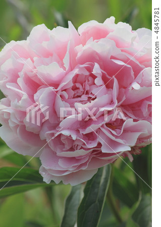 花視圖顏色初夏庭院牡丹 4845781