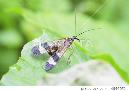 Syriacidae的男性 4846051