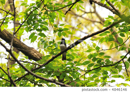 Oorli Oorli 4846146
