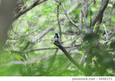 黑麥草鳥動物 黑麥草鳥動物 4846151
