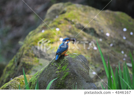 Kingfisher's meal 4846167