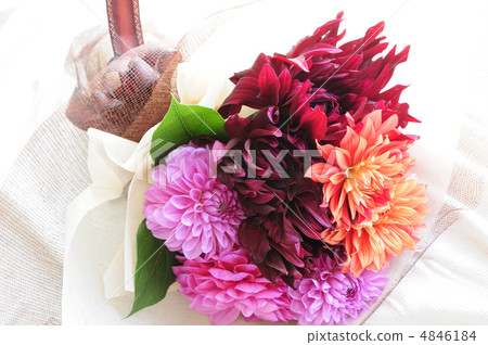 Dahlia's bouquet 4846184