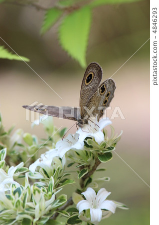 Ypthima argus Ypthima argus 4846293