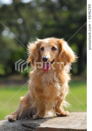 Miniature dachshund sitting on the stump Miniature dachshund sitting on the stump 4846299