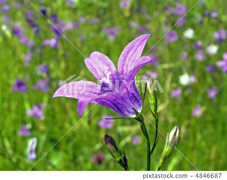 campanula 4846687
