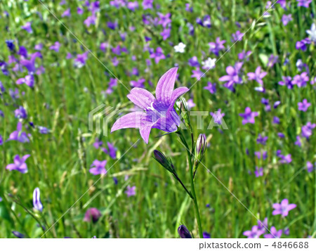 campanula 4846688