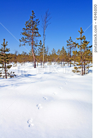 trace sable on snow 4846800