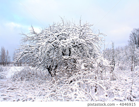 aple trees in snow in winter garden aple trees in snow in winter garden 4846915