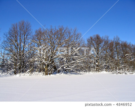 winter wood after snowstorm 4846952