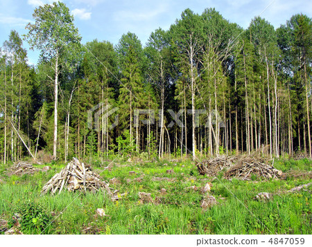 chopping wood chopping wood 4847059