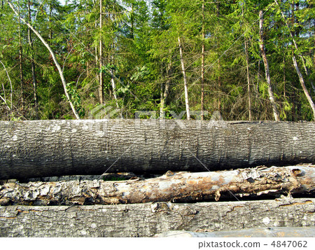 chopping wood chopping wood 4847062