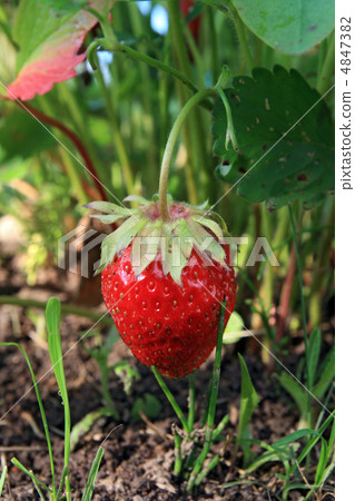 strawberries 4847382