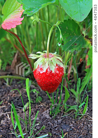 strawberries 4847383