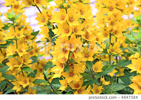 yellow flowerses 4847384