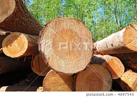 sawn up tree 4847543