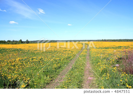 dandelions on field dandelions on field 4847551
