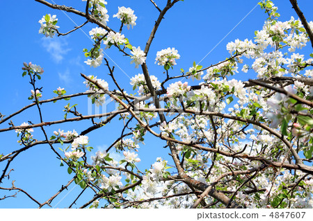 flowerses on aple tree flowerses on aple tree 4847607