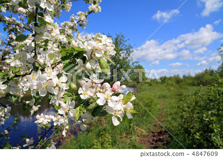 flowerses on aple tree flowerses on aple tree 4847609