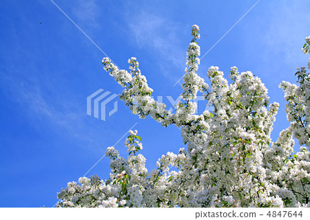 flowering aple tree flowering aple tree 4847644