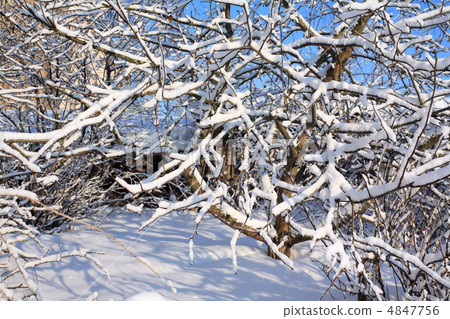 aple trees in winter garden aple trees in winter garden 4847756
