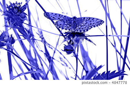 butterfly on flower under blue illumination butterfly on flower under blue illumination 4847778