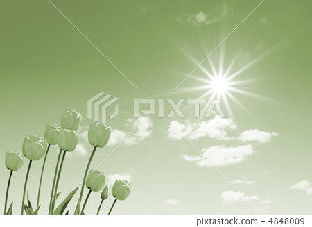 tulips under sun 4848009