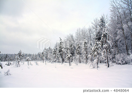 tree in snow tree in snow 4848064