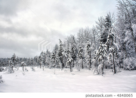 tree in snow 4848065
