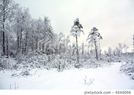 tree in snow tree in snow 4848066