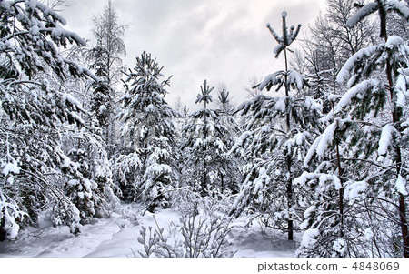 tree in snow tree in snow 4848069