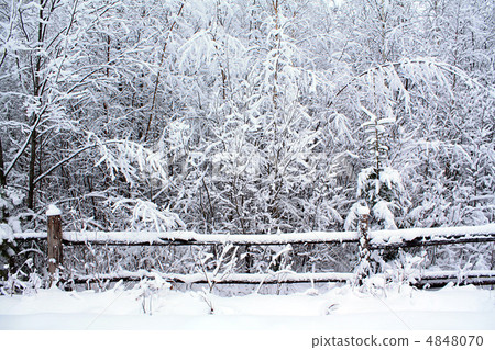 tree in snow tree in snow 4848070