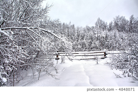 tree in snow tree in snow 4848071