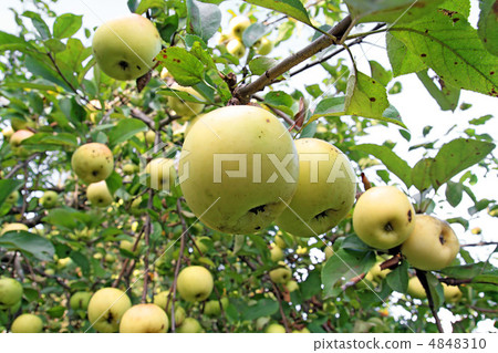 apple on branch 4848310