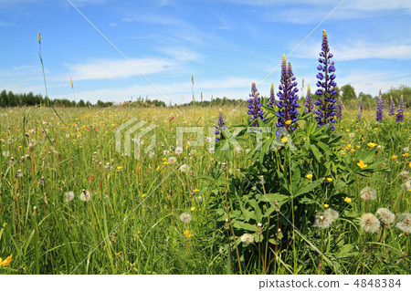 lupines on spring field 4848384
